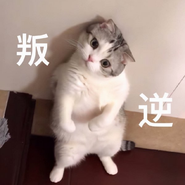 公猫贵还是母猫贵