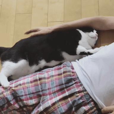 公猫贵还是母猫贵