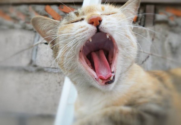 公猫贵还是母猫贵