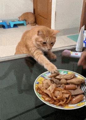 公猫贵还是母猫贵