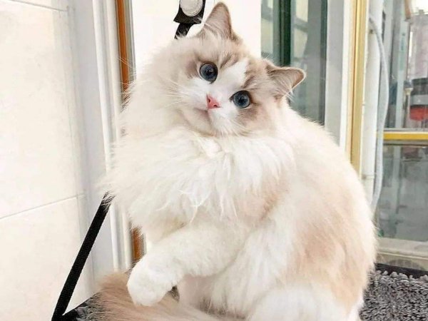 公猫贵还是母猫贵