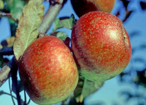 苹果品种有哪些品种好吃味津