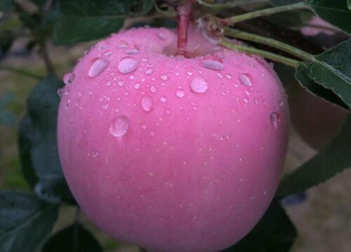 苹果品种有哪些品种好吃味津