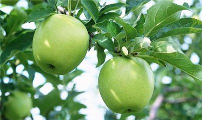 苹果品种有哪些品种好吃味津