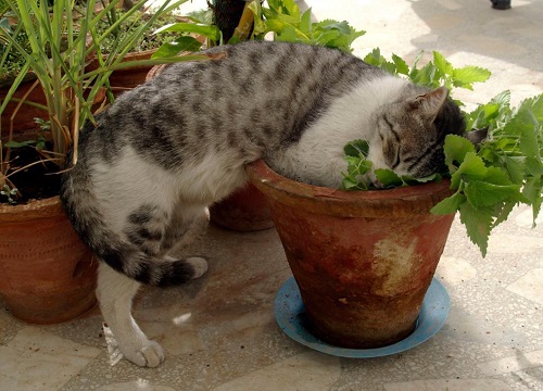 吊兰对猫有毒吗