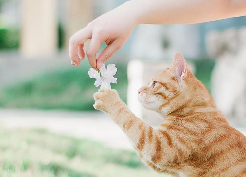 吊兰对猫有毒吗