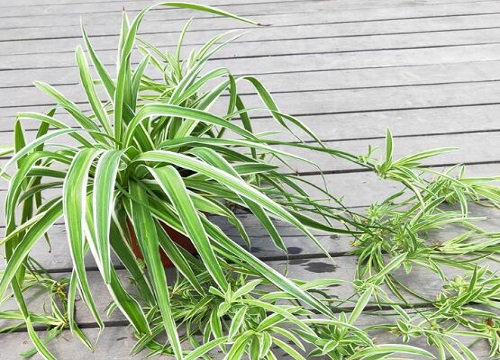 吊兰对猫有毒吗