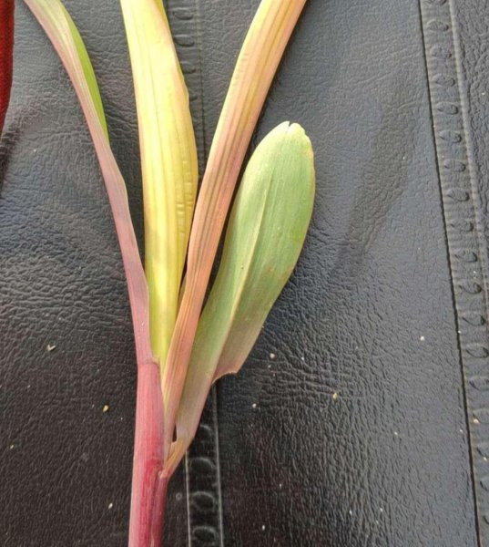 玉米苗发红发紫是什么原因