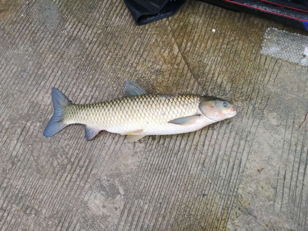 气温多少度适合钓鱼