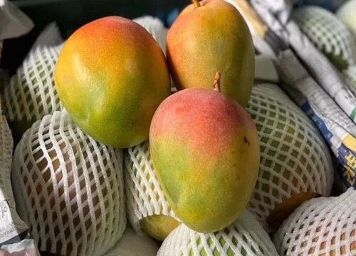 攀枝花芒果哪个品种最好吃