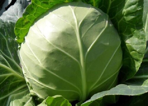 怎么区分包菜和绿甘蓝