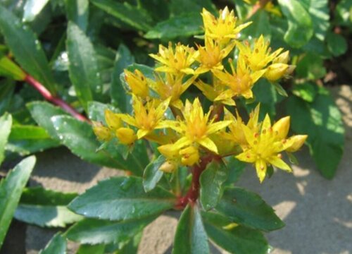 费菜的功效与作用及食用方法