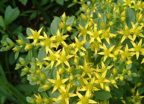 费菜的功效与作用及食用方法