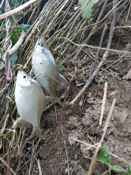 有口打不到鱼怎么回事