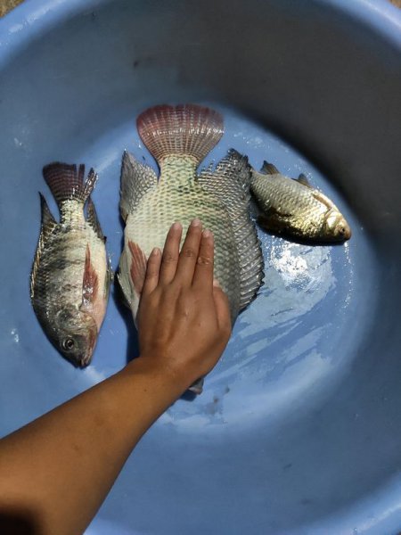 有口打不到鱼怎么回事