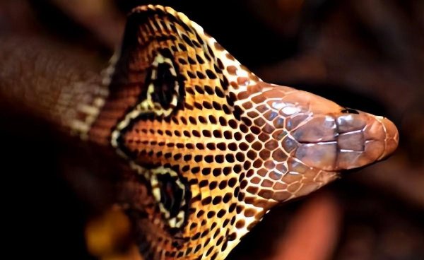 眼镜蛇和眼镜王蛇的区别