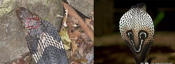 眼镜蛇和眼镜王蛇的区别