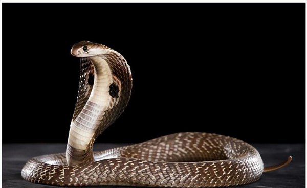 眼镜蛇和眼镜王蛇的区别