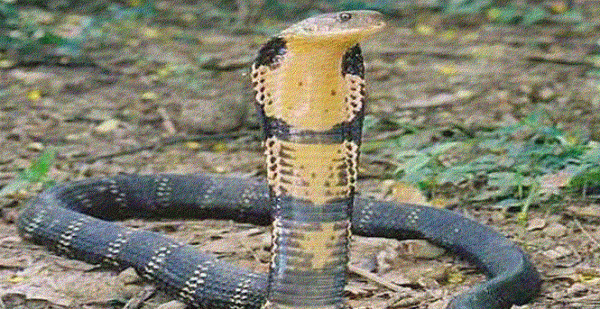 眼镜蛇和眼镜王蛇的区别