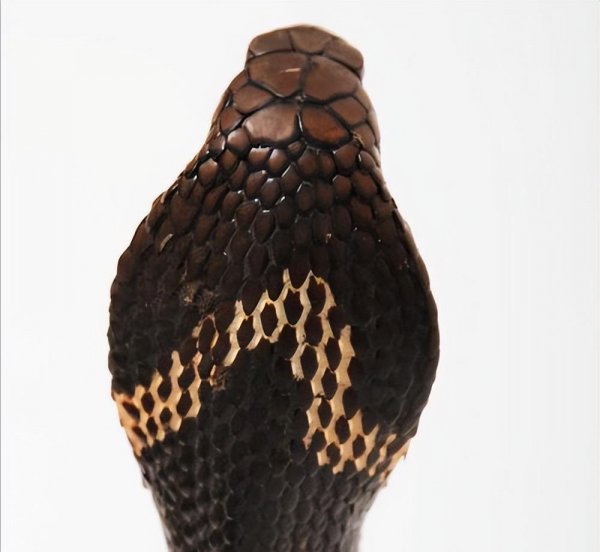 眼镜蛇和眼镜王蛇的区别