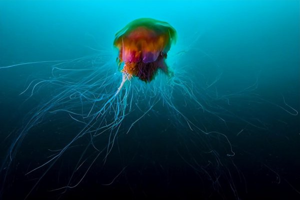 地球十大恐怖生物