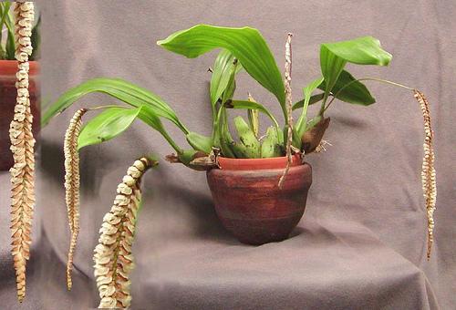 石仙桃的功效与作用及食用方法