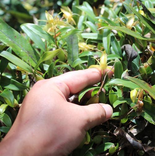 石仙桃的功效与作用及食用方法