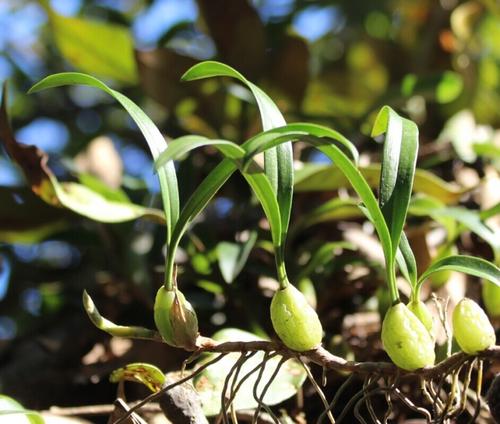 石仙桃的功效与作用及食用方法