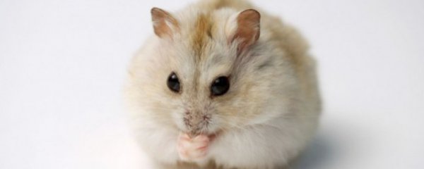 仓鼠和猫能一起养吗