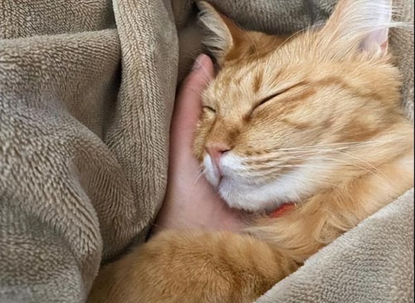 猫从几个月开始养认主