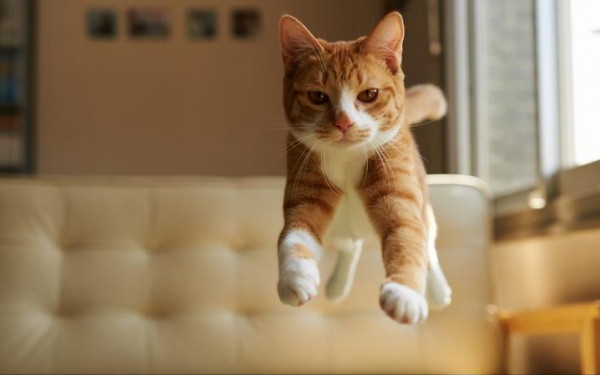 猫从几个月开始养认主