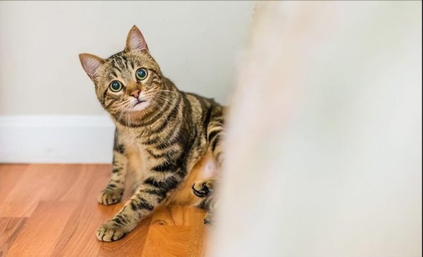 猫从几个月开始养认主