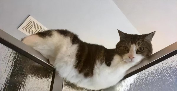 猫从几个月开始养认主