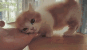 猫从几个月开始养认主