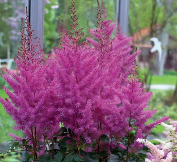 冷门却惊艳的花名及图片