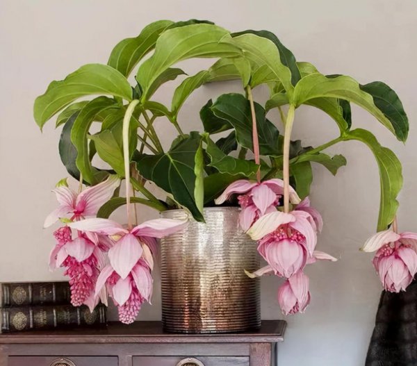 冷门却惊艳的花名及图片