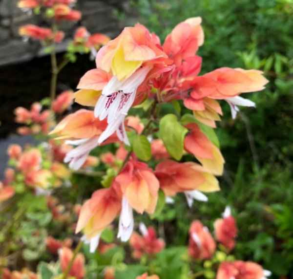 冷门却惊艳的花名及图片