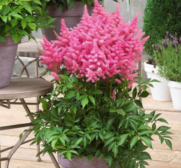 冷门却惊艳的花名及图片