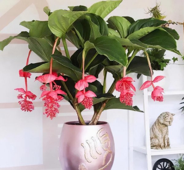 冷门却惊艳的花名及图片