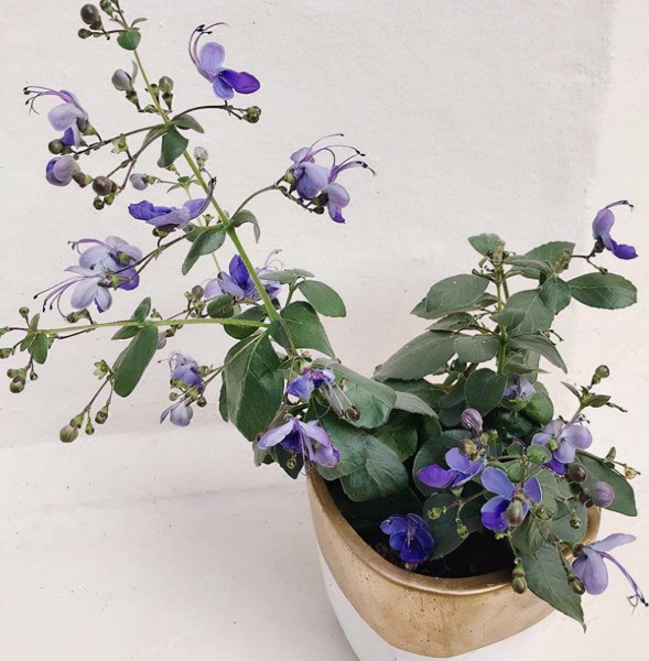 冷门却惊艳的花名及图片