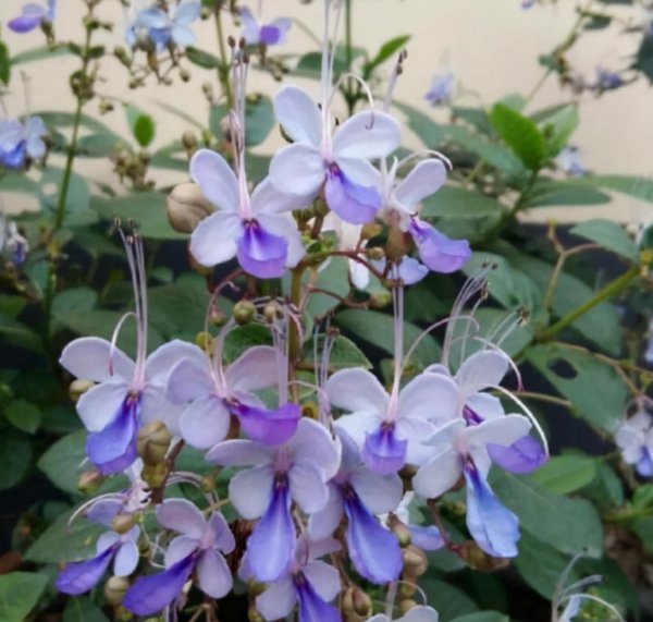 冷门却惊艳的花名及图片