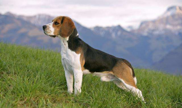 小型犬哪个最聪明最好养