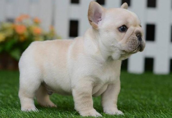 小型犬哪个最聪明最好养