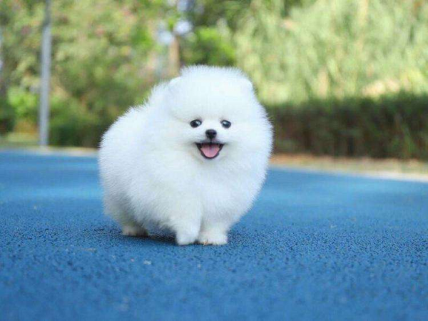 小型犬哪个最聪明最好养