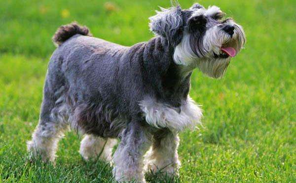 小型犬哪个最聪明最好养