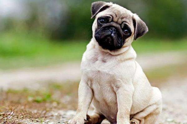 小型犬哪个最聪明最好养