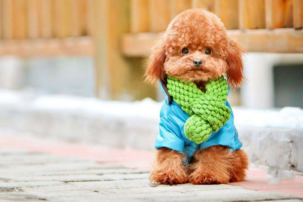 小型犬哪个最聪明最好养