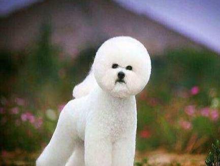 小型犬哪个最聪明最好养