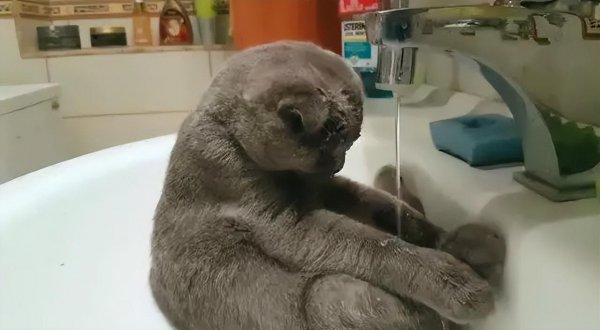 猫咪爱喝水是好事吗