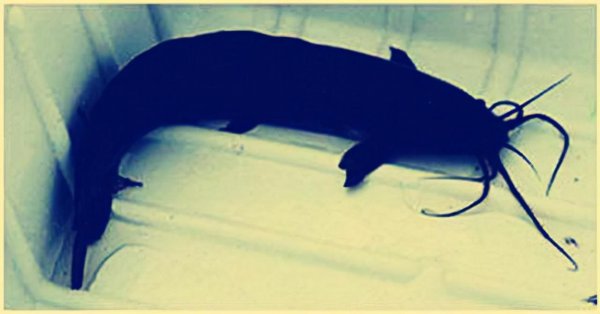 二须鲶鱼为什么不能吃